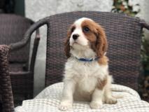 Disponibili cuccioli di cavalier king charles Disponibilicucciolidicavalierkingcharles.jpg Disponibili cuccioli di cavalier king charles Disponibilicucciolidicavalierkingcharles.jpg
