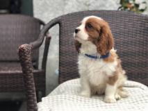 Disponibili cuccioli di cavalier king charles Disponibilicucciolidicavalierkingcharles1.jpg Disponibili cuccioli di cavalier king charles Disponibilicucciolidicavalierkingcharles1.jpg