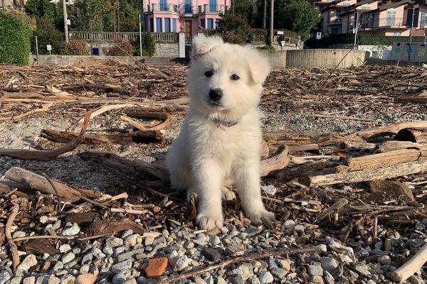 Cuccioli di pastore svizzero allevati in famiglia cucciolidipastoresvizzeroallev.jpg