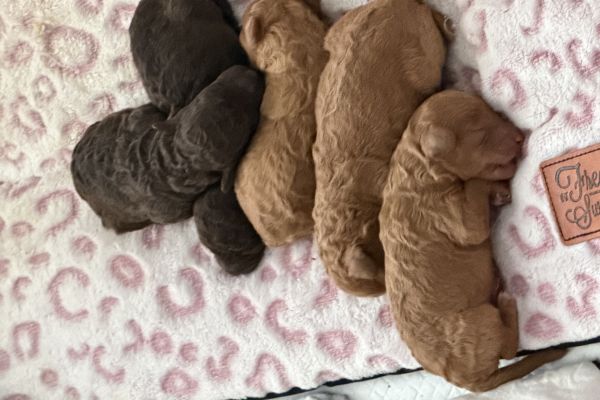 Barboncino toy barboncinotoy1.jpeg