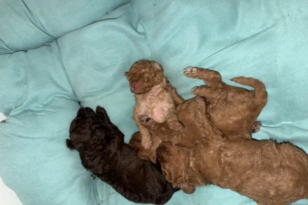 Barboncino toy barboncinotoy12.jpeg