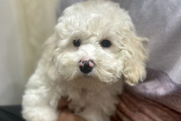 Bichon Frise bellissimi cuccioli bichonfrisebellissimicuccioli.jpg