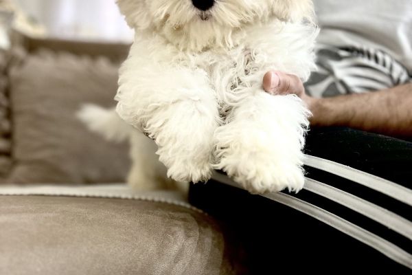 Bichon Frise bellissimi cuccioli bichonfrisebellissimicuccioli1.jpg