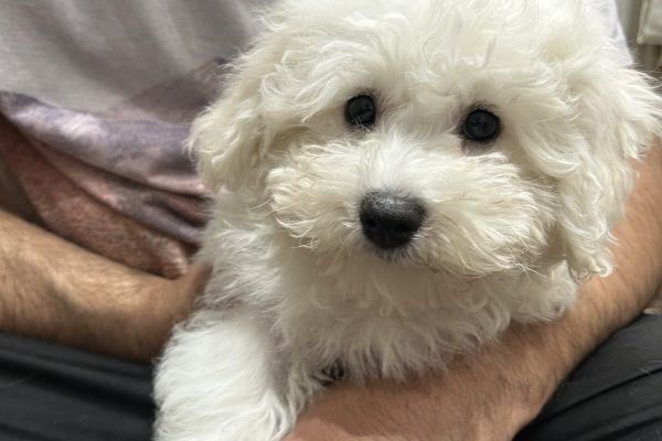 Bichon Frise bellissimi cuccioli bichonfrisebellissimicuccioli12.jpg