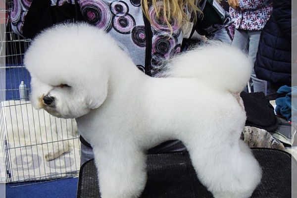 Bichon Frise bellissimi cuccioli bichonfrisebellissimicuccioli123.jpg