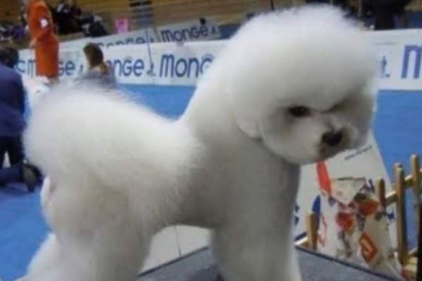 Bichon Frise bellissimi cuccioli bichonfrisebellissimicuccioli1234.jpg