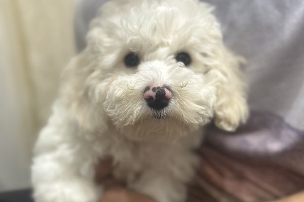 Bichon Frise bellissimi cuccioli bichonfrisebellissimicuccioli123456.jpg