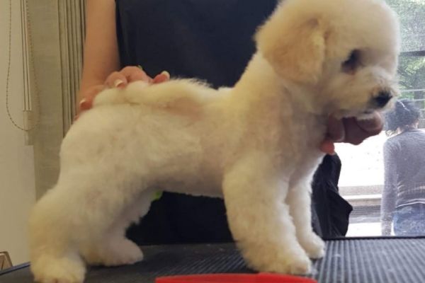 Bichon Frise bellissimi cuccioli bichonfrisebellissimicuccioli1234567.jpg