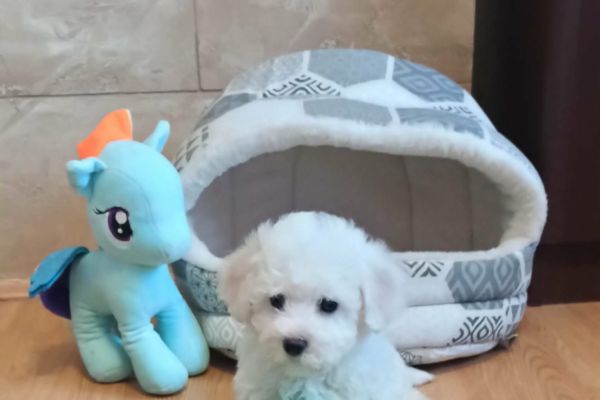 Bichon Frise bellissimi cuccioli bichonfrisebellissimicuccioli123456789.jpg