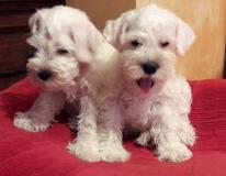 Disponibili cuccioli di zwergschnauzer bianco Disponibilicucciolidizwergschnauzerbianco.jpg