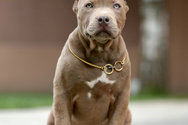 American Bully XL cuccioli americanbullyxlcuccioli.jpg