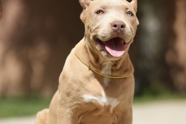 American Bully XL cuccioli americanbullyxlcuccioli1.jpg