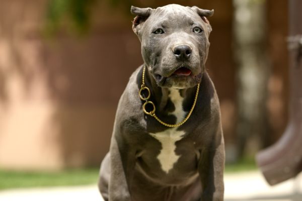 American Bully XL cuccioli americanbullyxlcuccioli1234.jpg
