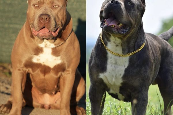 American Bully XL cuccioli americanbullyxlcuccioli12345.jpg