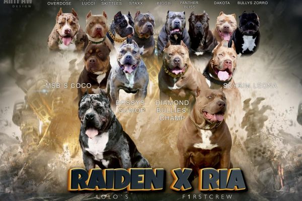 American Bully XL cuccioli americanbullyxlcuccioli123456.jpg
