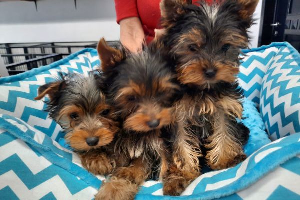Yorkshire Terrier cuccioli yorkshireterriercuccioli.jpg