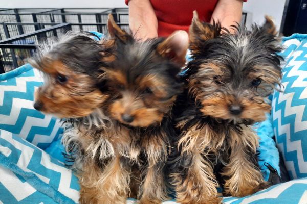 Yorkshire Terrier cuccioli yorkshireterriercuccioli1.jpg