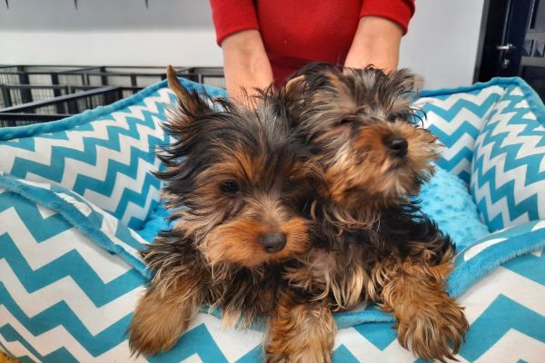 Yorkshire Terrier cuccioli yorkshireterriercuccioli12.jpg
