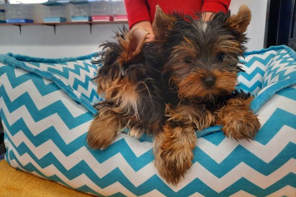 Yorkshire Terrier cuccioli yorkshireterriercuccioli123.jpg