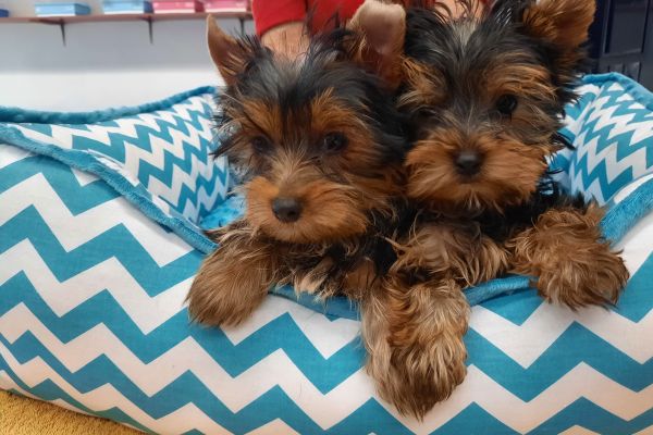 Yorkshire Terrier cuccioli yorkshireterriercuccioli1234.jpg
