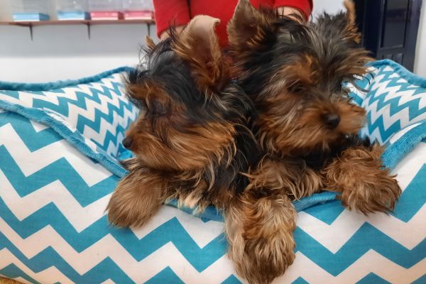 Yorkshire Terrier cuccioli yorkshireterriercuccioli12345.jpg