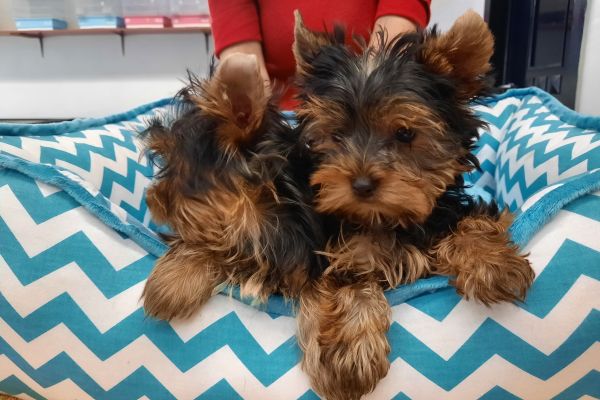 Yorkshire Terrier cuccioli yorkshireterriercuccioli1234567.jpg