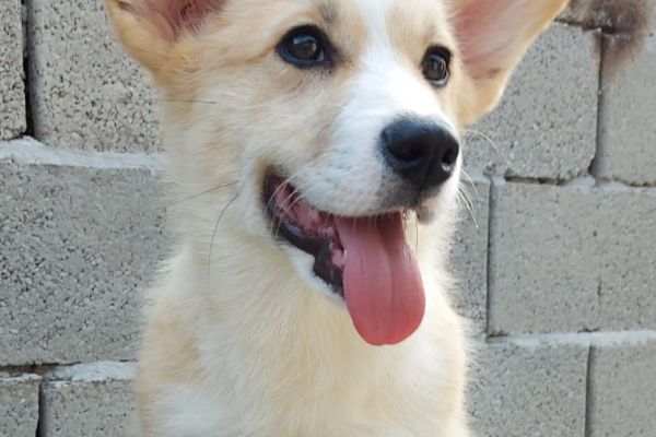 Corgi gallese cuccioli in vendita corgigallesecuccioliinvendita.jpg