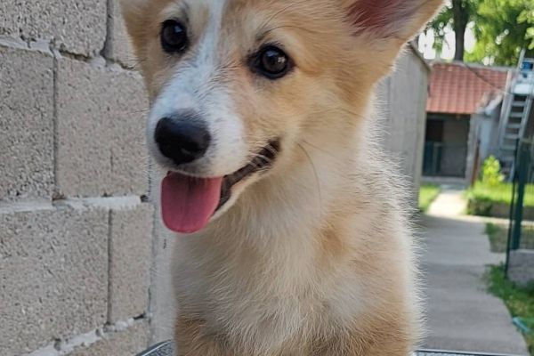 Corgi gallese cuccioli in vendita corgigallesecuccioliinvendita1.jpg