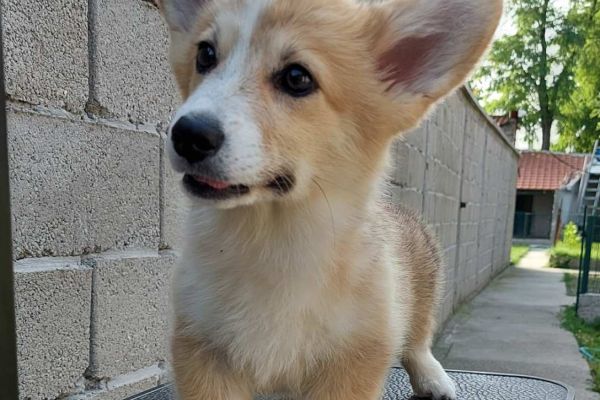 Corgi gallese cuccioli in vendita corgigallesecuccioliinvendita12.jpg