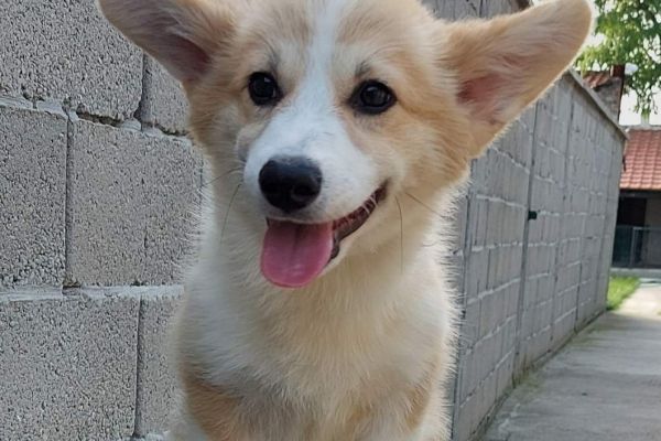 Corgi gallese cuccioli in vendita corgigallesecuccioliinvendita123.jpg