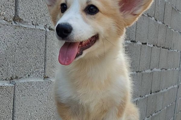 Corgi gallese cuccioli in vendita corgigallesecuccioliinvendita1234.jpg