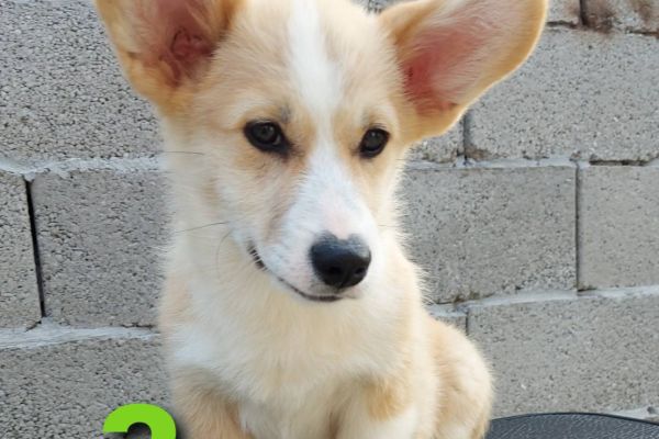 Corgi gallese cuccioli in vendita corgigallesecuccioliinvendita12345.jpg