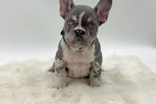Esclusivo bulldog francese Lilac merle esclusivobulldogfranceselilacm.jpeg