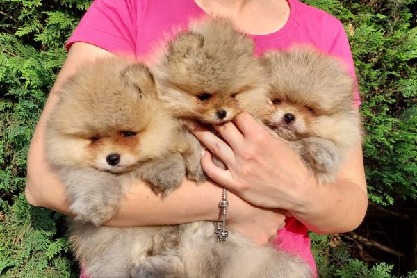 Pomerania cuccioli BOO di razza pura pomeraniacuccioliboodirazzapur.jpg