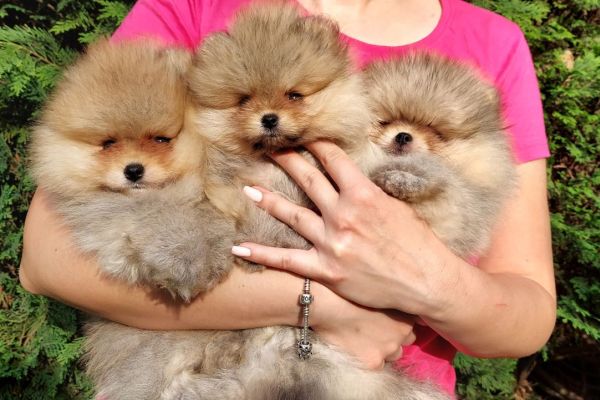 Pomerania cuccioli BOO di razza pura pomeraniacuccioliboodirazzapur1.jpg