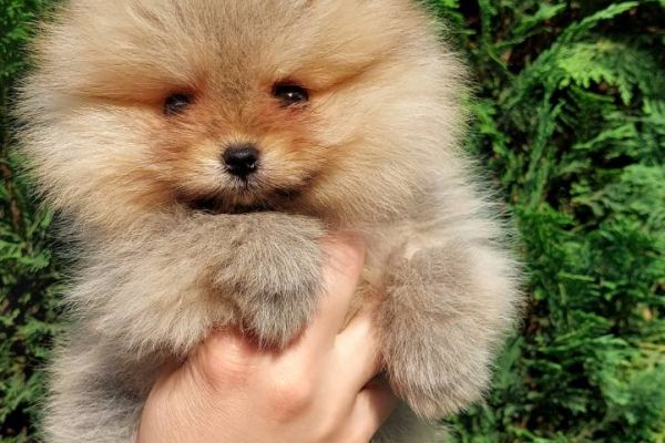 Pomerania cuccioli BOO di razza pura pomeraniacuccioliboodirazzapur12.jpg