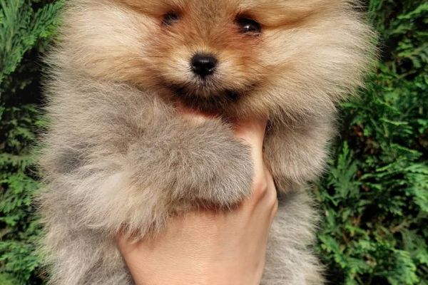 Pomerania cuccioli BOO di razza pura pomeraniacuccioliboodirazzapur123.jpg