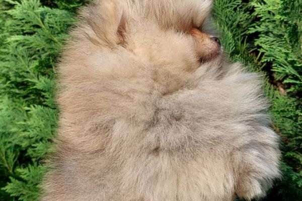 Pomerania cuccioli BOO di razza pura pomeraniacuccioliboodirazzapur12345.jpg