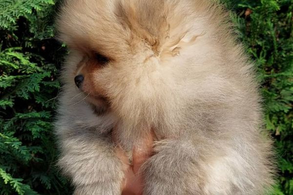 Pomerania cuccioli BOO di razza pura pomeraniacuccioliboodirazzapur123456.jpg