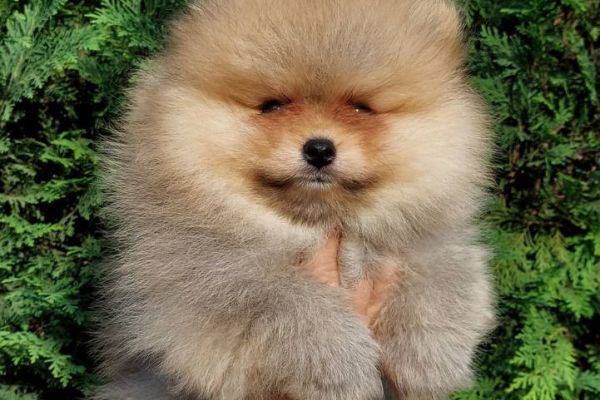 Pomerania cuccioli BOO di razza pura pomeraniacuccioliboodirazzapur12345678.jpg