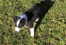 Ultimo Cucciolo di Border collie disponibile UltimoCucciolodiBordercolliedisponibile-61c0d31c932d0.jpg