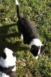 Ultimo Cucciolo di Border collie disponibile UltimoCucciolodiBordercolliedisponibile-61c0d31e60ab4.jpg