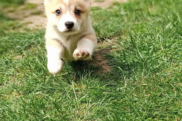 Corgie gallese cuccioli in vendita corgiegallesecuccioliinvendita.jpg