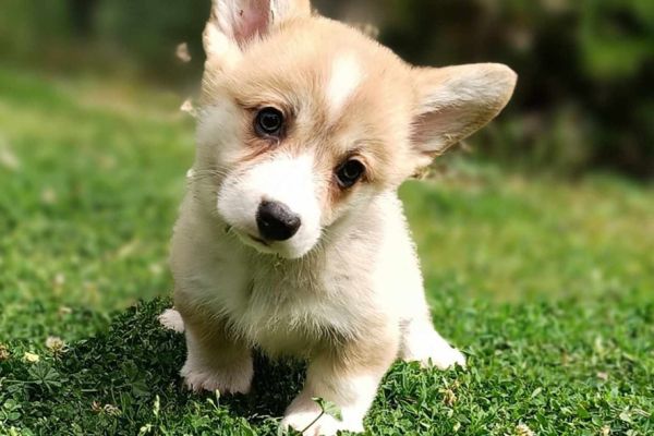 Corgie gallese cuccioli in vendita corgiegallesecuccioliinvendita1.jpg