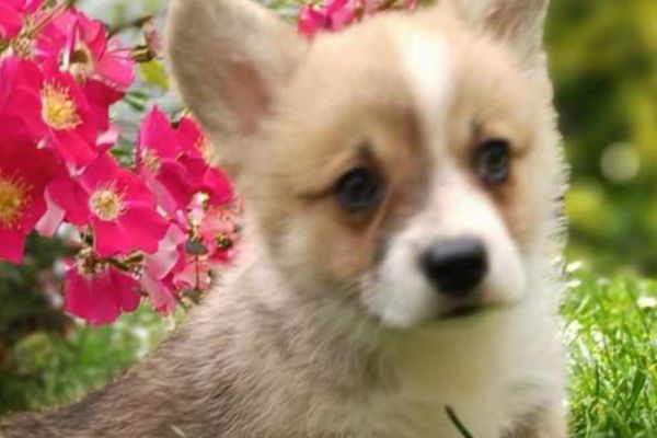 Corgie gallese cuccioli in vendita corgiegallesecuccioliinvendita12.jpg