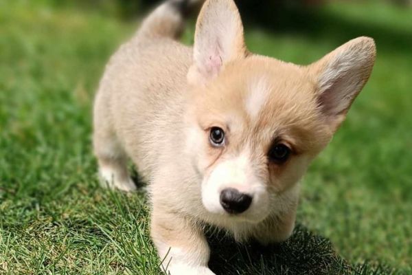 Corgie gallese cuccioli in vendita corgiegallesecuccioliinvendita123.jpg