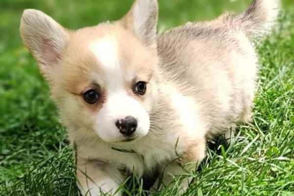 Corgie gallese cuccioli in vendita corgiegallesecuccioliinvendita1234.jpg