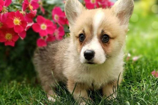 Corgie gallese cuccioli in vendita corgiegallesecuccioliinvendita12345.jpg