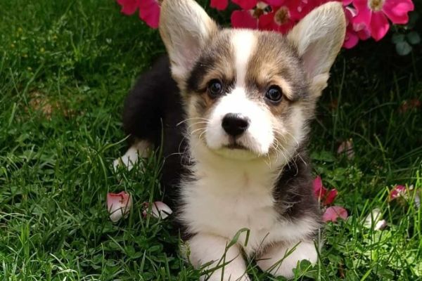 Corgie gallese cuccioli in vendita corgiegallesecuccioliinvendita123456.jpg