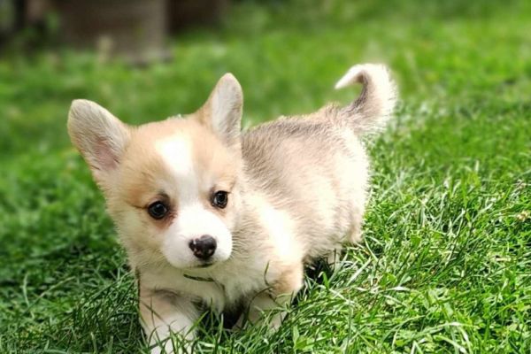 Corgie gallese cuccioli in vendita corgiegallesecuccioliinvendita1234567.jpg